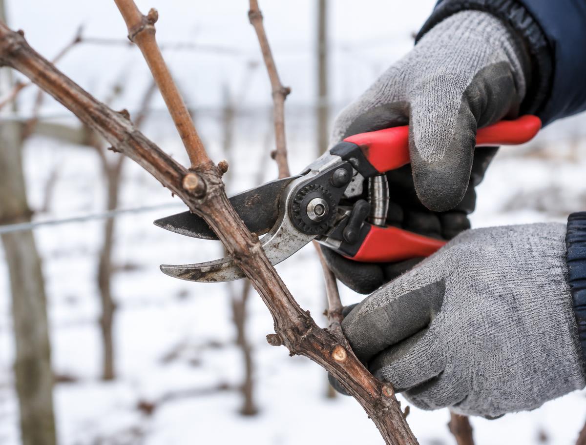 Taille d'un sarment de vigne au sécateur